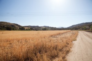 Golden Hay - Natural Area