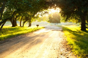 Sunset - Corral - Dirt Road - Mature Trees