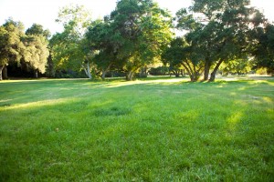 Park Meadow - Open Grass - Oak Trees