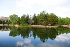 Pine Lake - Water - Reflection - Pine Trees