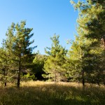 Piney Woods - Trees - Blue Sky - Tall Grass