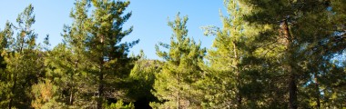 Piney Woods - Trees - Blue Sky - Tall Grass