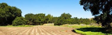 Plateau Meadow - Crops - Soil - Sunflowers - Open - Sunlight