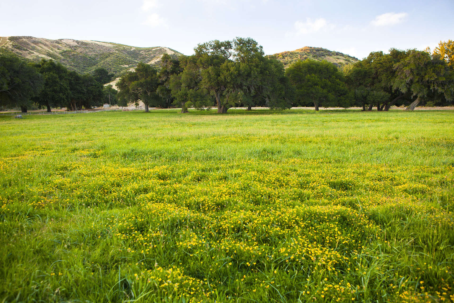 Big West Meadow - Green Grass