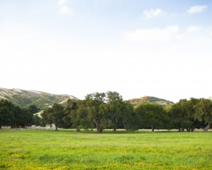 Big West Meadow - Landscape