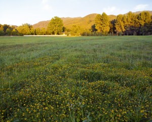 Big West Meadow - Lush Grass