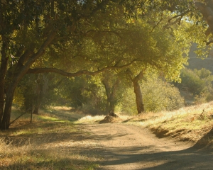Moonshine Meadow - Back Road