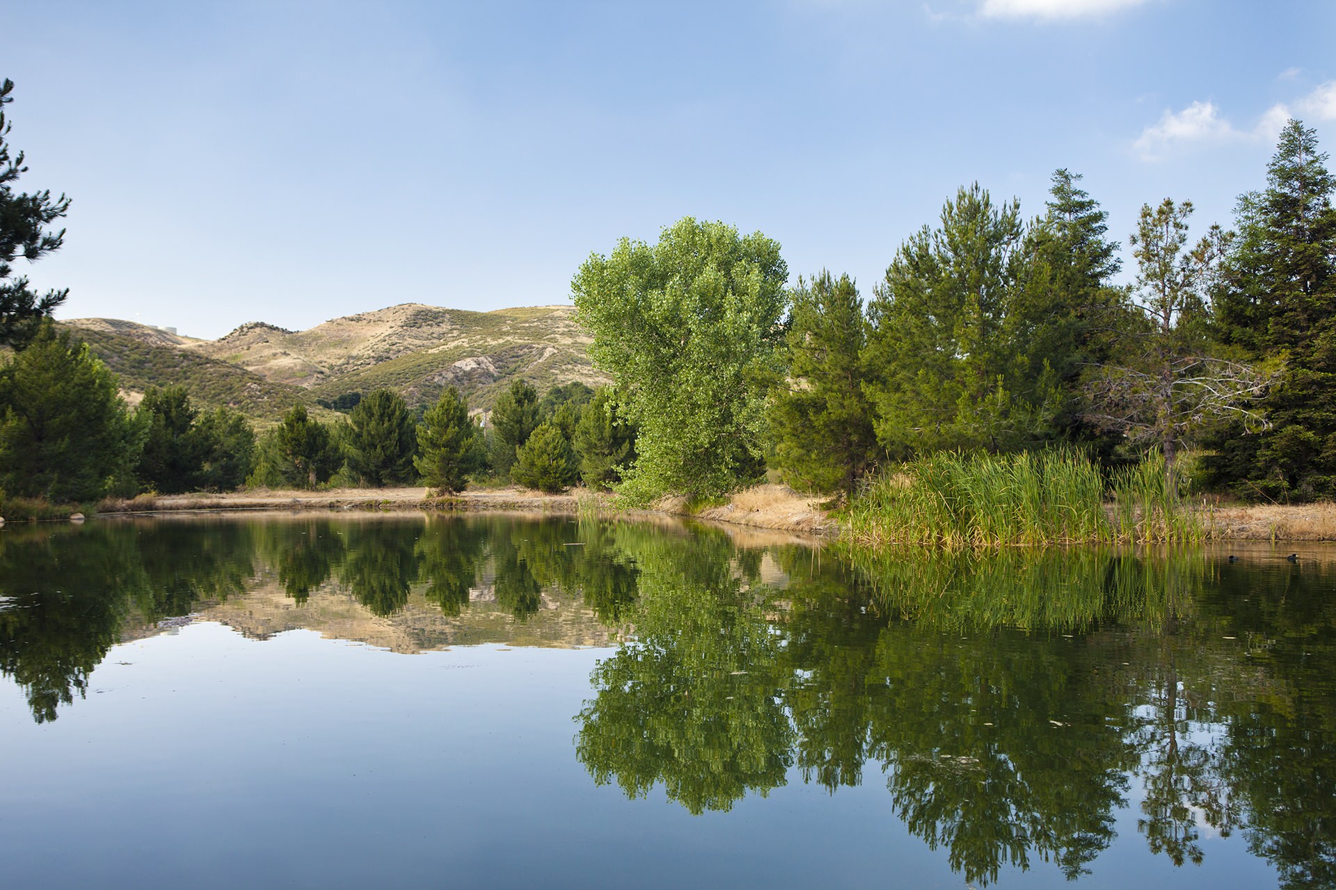 Pine Lake - Clear Reflection
