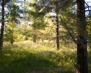 Piney Woods - Pine Cones