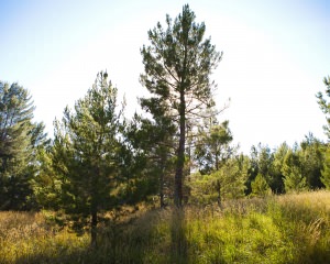 Piney Woods - Pine Needles