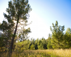 Piney Woods - Slanted Tree